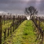 Pluie sur les vignes des Blaye côtes de Bordeaux