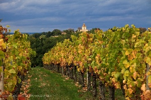 Vignes en Blaye Côtes de Bordeaux sous l